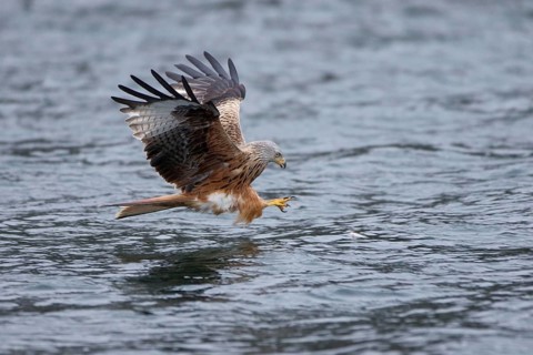 Rotmilan, lat. Milvus milvus, Altvogel im Jagdflug auf einen im Wasser treibenden toten Fisch