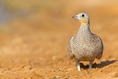 Kronenflughuhn, Crowned Sandgrouse, Pterocles coronatus, Ganga couronné, Ganga Coronada