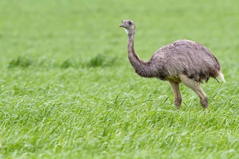 Nandu