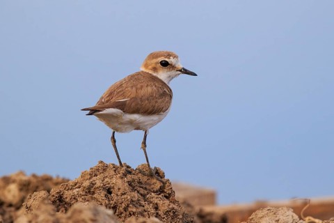 Kentish Plover (Charadrius alexandrinus) female, Greece