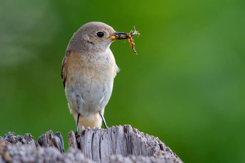 Common Redstart (Phoenicurus phoenicurus) female with feed in beak, North Rhine-Westphalia, Germany