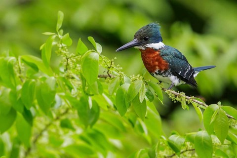 Green Kingfisher (Chloroceryle americana) perched on a branch in Manu National Park, Peru