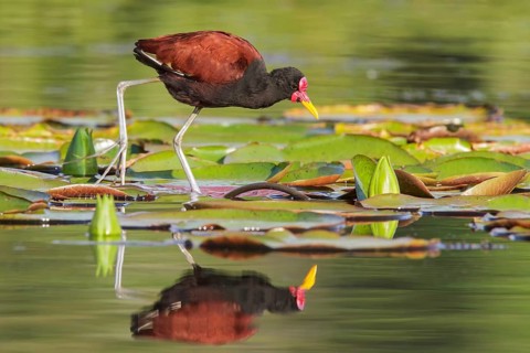 Wattled Jacana (Jacana jacana) in a lake in Manu National Park, Peru