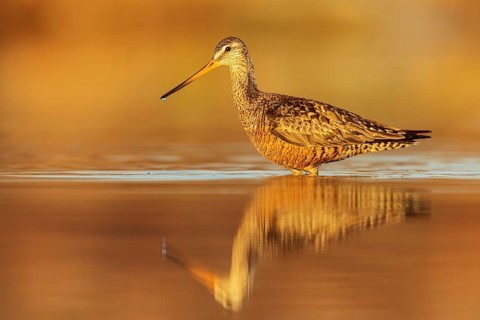 Hudsonian Godwit (Limosa haemastica) in a pond in the tundra near Churchill, Manitoba, Canada