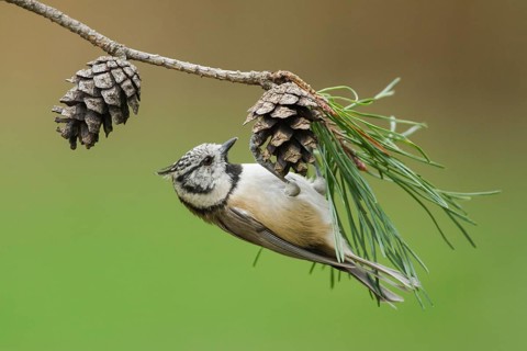 European Crested Tit (Lophophanes cristatus), Rhineland-Palatinate, Germany
