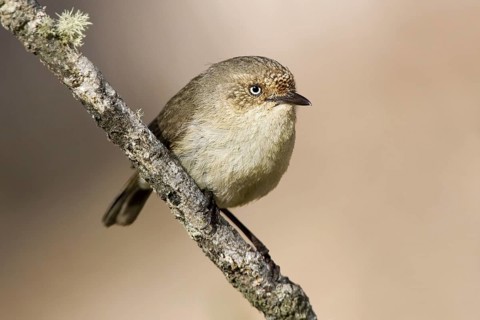Western Thornbill (Acanthiza inornata), Western Australia, Australia