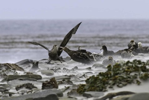 Southern Giant Petrel (Macronectes giganteus), Falkland Islands