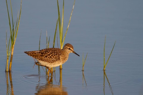 Wood Sandpiper (Tringa glareola), Mallorca, Spain