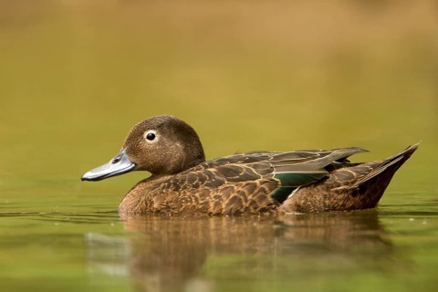 Brown Teal (Anas chlorotis) female, North Island, New Zealand