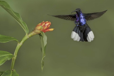 Violet Sabrewing (Campylopterus hemileucurus), Costa Rica