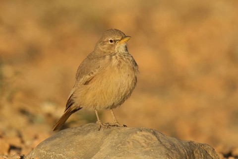 Desert Lark (Ammomanes deserti), Morocco