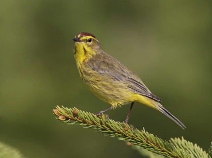 Palm Warbler (Setophaga palmarum hypochrysea), Maine, USA