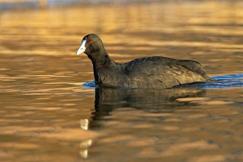 Red-knobbed Coot (Fulica cristata), Madrid, Spain