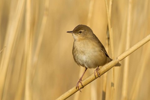 Savi's Warbler (Locustella luscinioides), Rhineland-Palatinate, Germany