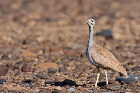 Rüppell's Korhaan (Eupodotis rueppelii), Hardap, Namibia