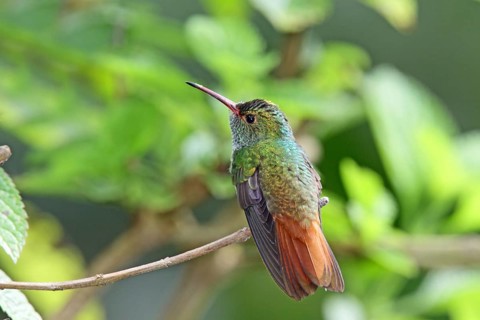 Rufous tailed Hummingbird Amazilia tzacatl San Jose, COSTA RICA 2 November Adult Male Trochilidae