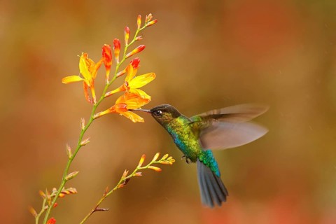 Fiery-throated Hummingbird, Panterpe insignis, shiny colour bird in fly. Wildlife flight action
