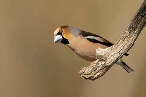 Hawfinch (Coccothraustes coccothraustes) male perched on a branch, Smaland, Schweden