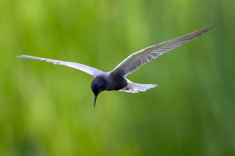 Black Tern (Chlidonias niger) flying, Netherlands