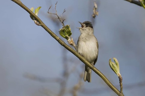 Eurasian Blackcap (Sylvia atricapilla) male singing, Saxony, Germany