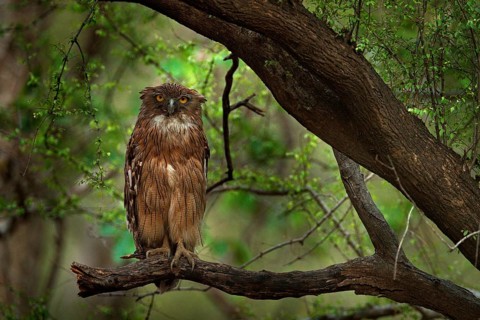 Brown Fish-owl, Ketupa zeylonensis, rare bird from Asia. India beautiful owl in nature forest