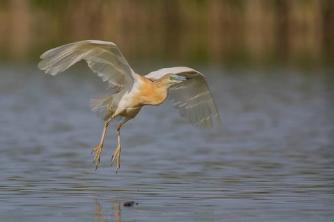 Squacco Heron (Ardeola ralloides) flying, Subotica, Serbia