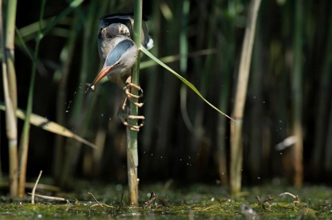 Little Bittern (Ixobrychus minutus) foraging, Bulgaria