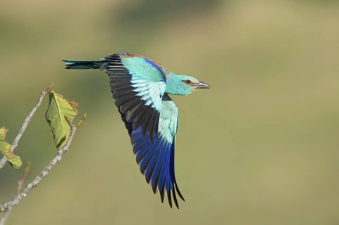 European Roller (Coracias garrulus) flying, Rome, Italy