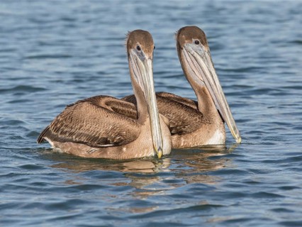 Brown Pelican (Pelecanus occidentalis), Cuba
