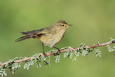 Common Chiffchaff (Phylloscopus collybita), Eilat, Israel