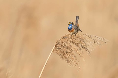 Bluethroat (Luscinia svecica cyanecula) male singing from a reed stalk, Baden-Wuerttemberg, Germany