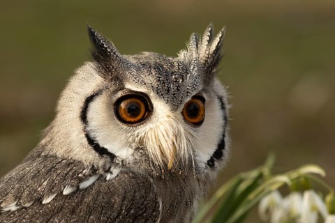 Southern White-faced Owl (Ptilopsis granti) captive, Germany