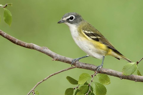 Blue-headed Vireo (Vireo solitarius), Texas, USA