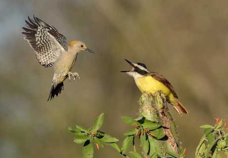 Great Kiskadee (Pitangus sulphuratus) & female Golden-fronted Woodpecker (Melanerpes aurifrons)