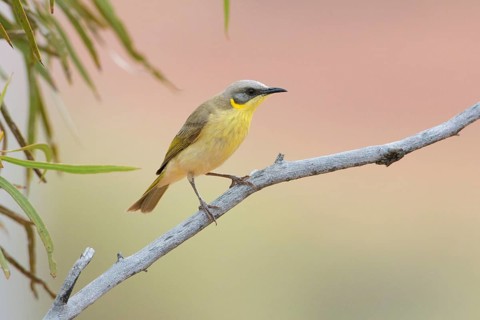 Grey-headed Honeyeater (Ptilotula keartlandi) perched on a branch, Queensland, Australia