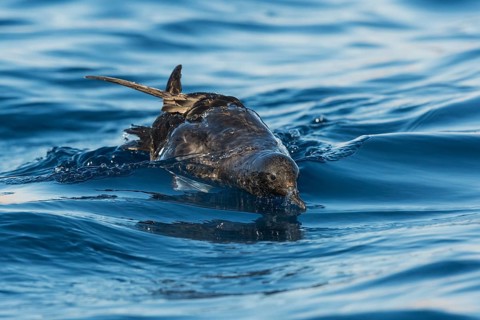 Sooty Shearwater (Ardenna grisea), Eilat, Israel
