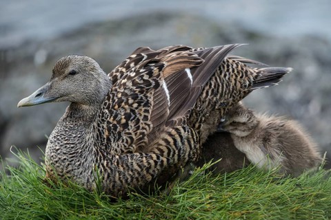 Common Eider (Somateria mollissima) female with chicks, Schleswig-Holstein, Germany