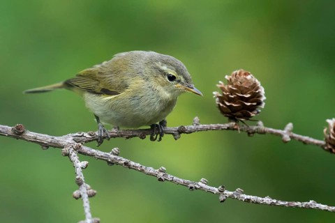 Common Chiffchaff (Phylloscopus collybita) perched on a branch, Lower Saxony, Germany