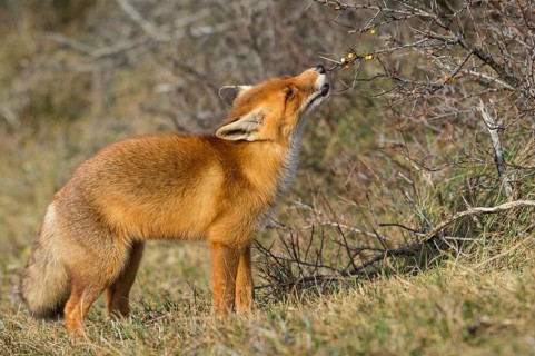 Red Fox (Vulpes vulpes) adult feeding on seabuckthorn berries, Netherlands