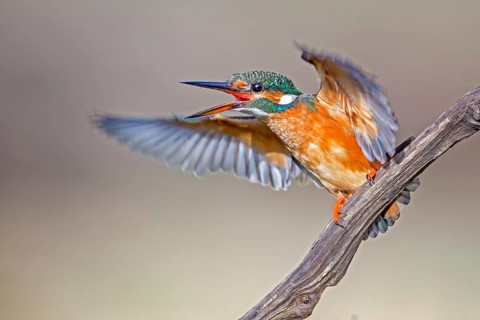 Common Kingfisher (Alcedo atthis) female calling, Saxony-Anhalt, Germany