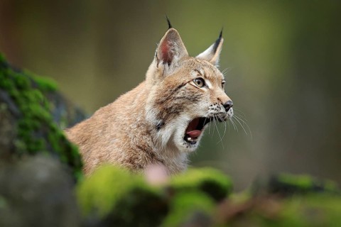 Lynx with open muzzle, bellowing in the forest. Sitting Eurasian wild cat on green mossy stone,