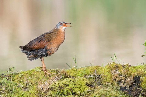 Virginia Rail (Rallus limicola) calling, British Columbia, Canada