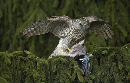Bird of prey Goshawk kill European Jay on the green spruce tree