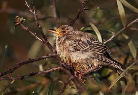 Rosy Starling (Pastor roseus) juvenile, Schleswig-Holstein, Germany