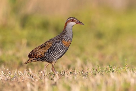 Buff-banded Rail (Gallirallus philippensis) male, Victoria, Australia