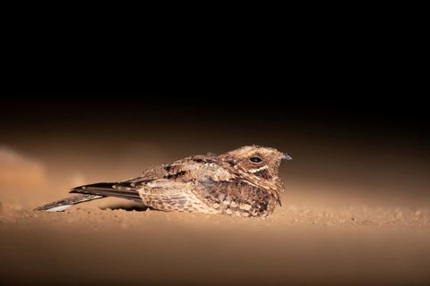 Pfeifnachtschwalbe (Caprimulgus pectoralis) perched on the ground, South Africa