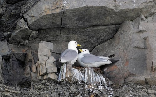 Dreizehenmöwen_Paar, lat. Rissa tridactyla, engl. Kittiwake, in der Felswand an ihrem Nistplatz