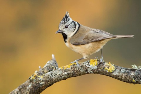 European Crested Tit (Lophophanes cristatus), perched on a branch, Galicia, Spain