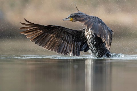 Great Cormorant (Phalacrocorax carbo) flapping, Baden-Wuerttemberg, Germany