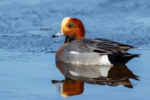 Eurasian Wigeon (Mareca penelope) male, Netherlands